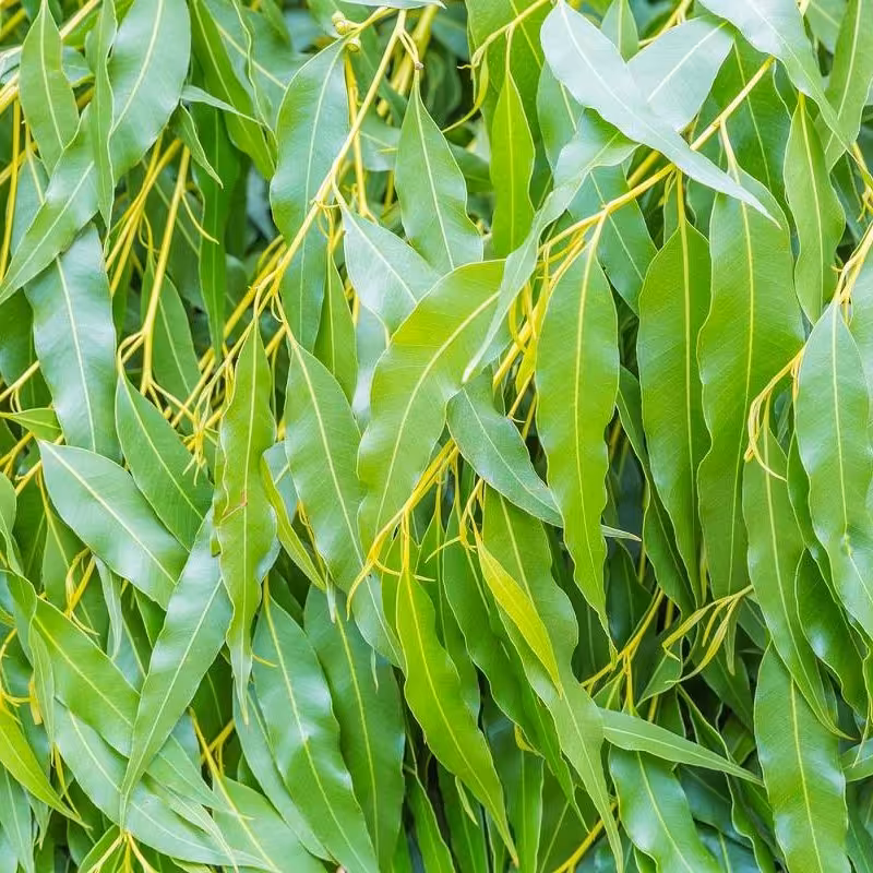 اکالیپتوس سبز و تازه درختی بسیار خوش و عطر بو و پر خاصیت(1000 گرم)