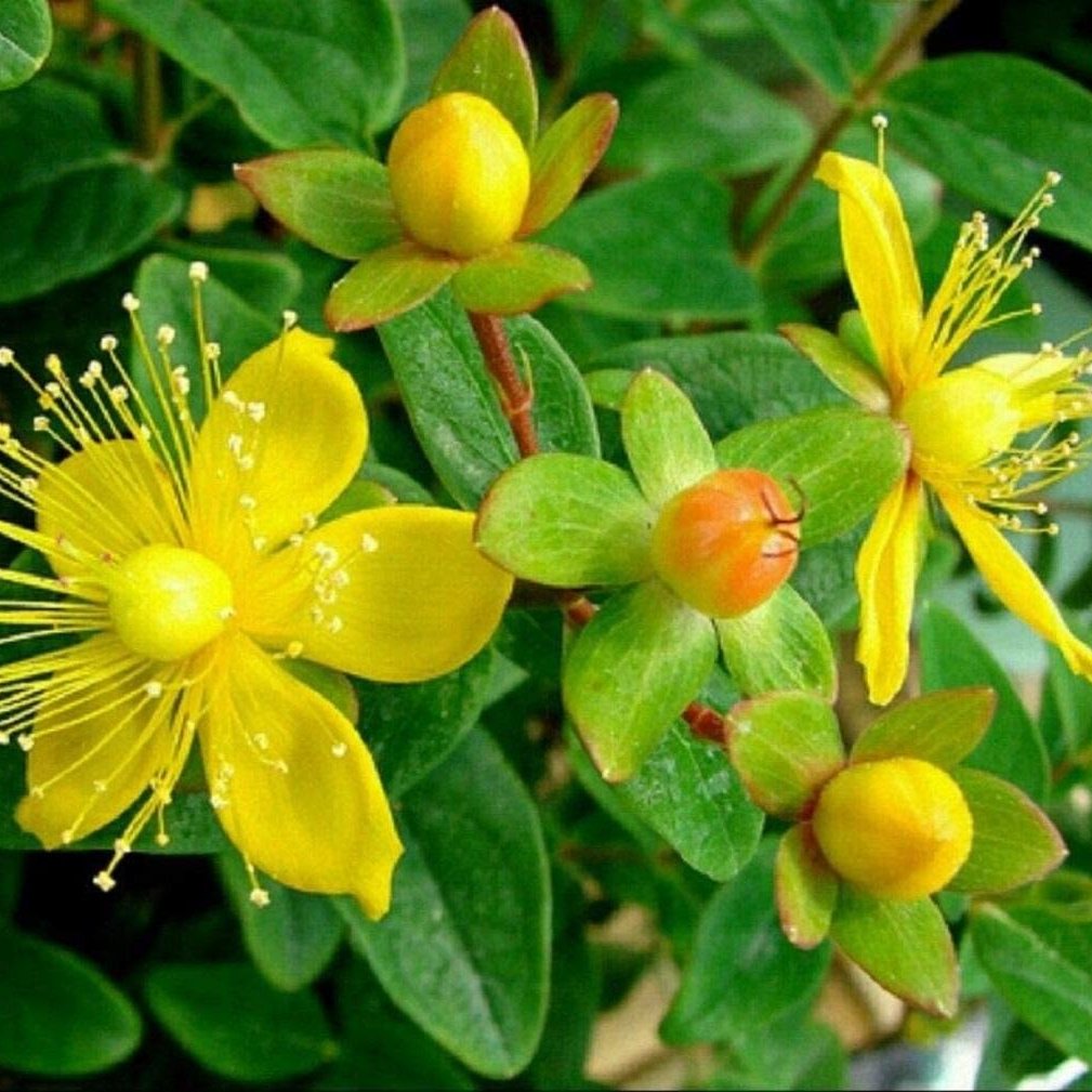 بذر علف چای داروگیاهی
