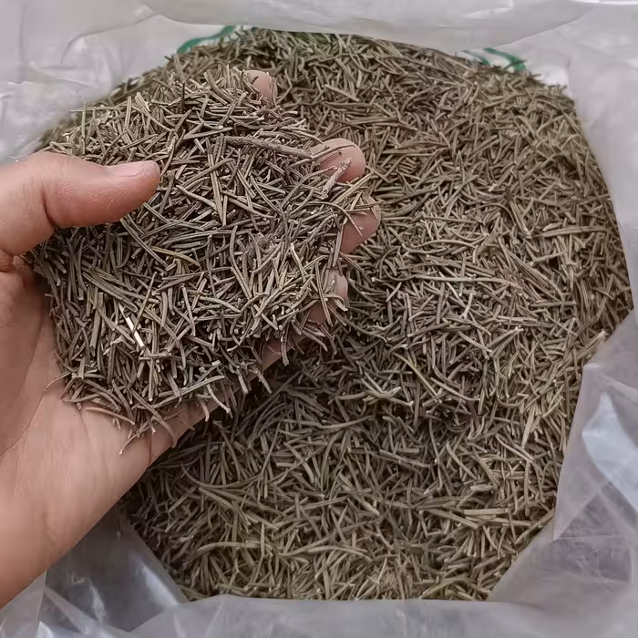 رزماری اعلا 