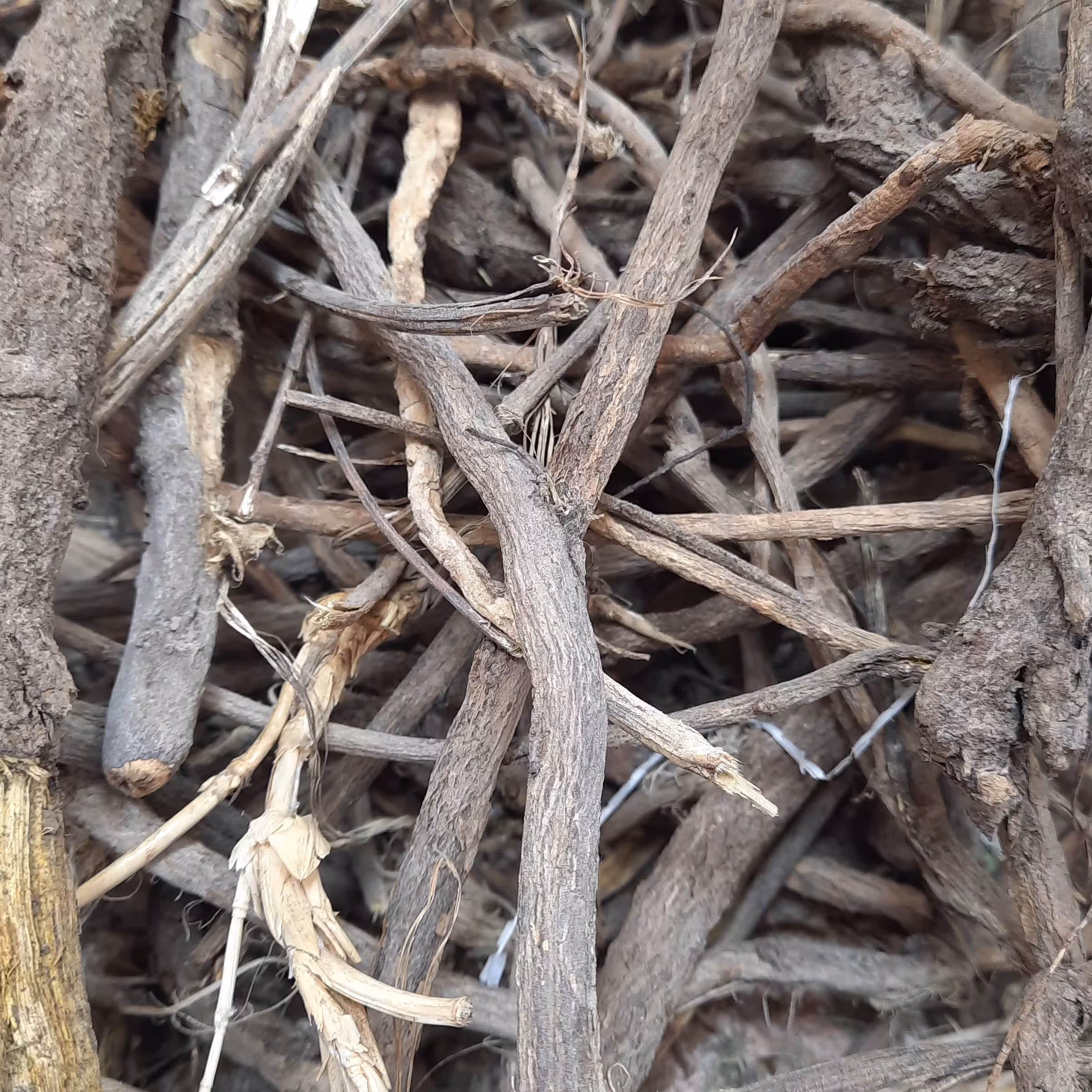 ریشه شیرین بیان