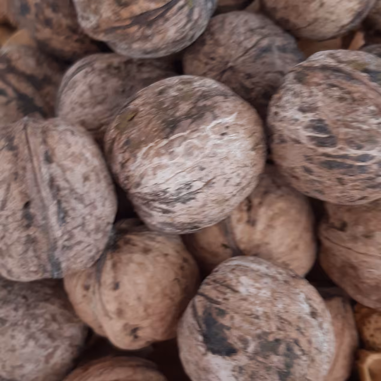 گردوی تازه درجه یک   گردوی  آذربایجان  ارومیه 