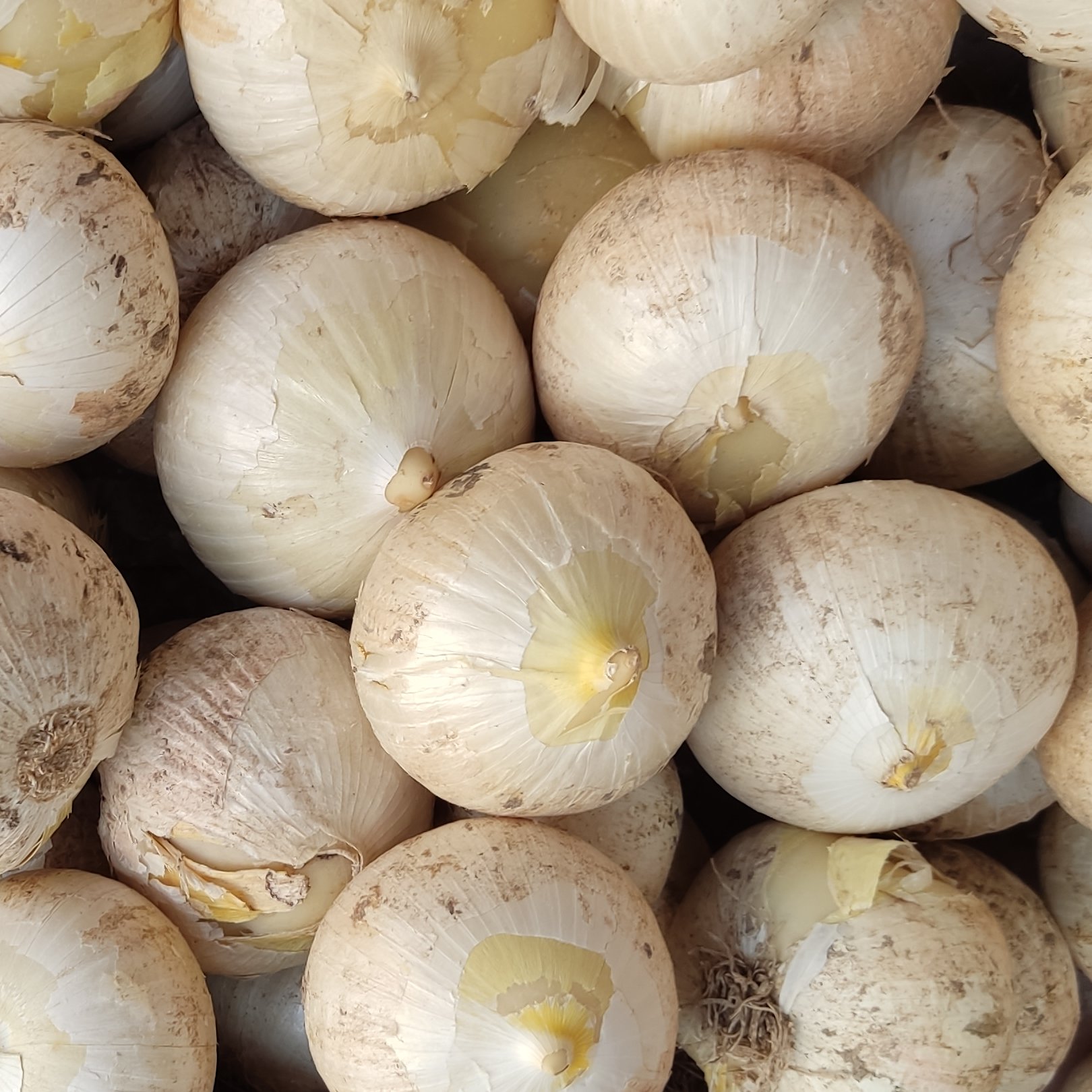 موسیر تازه