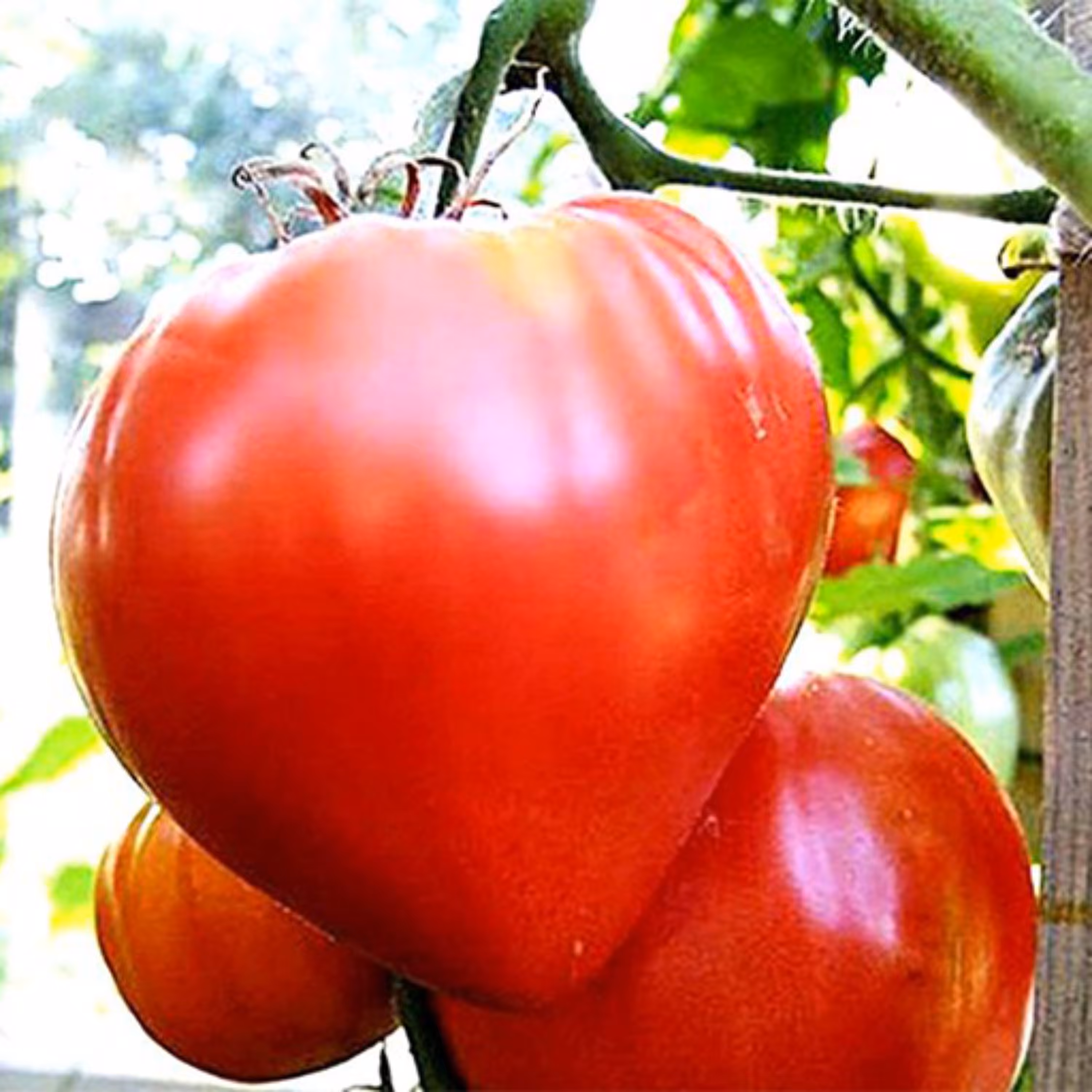 بذر گوجه قلبی قرمز درختی 30 عددی