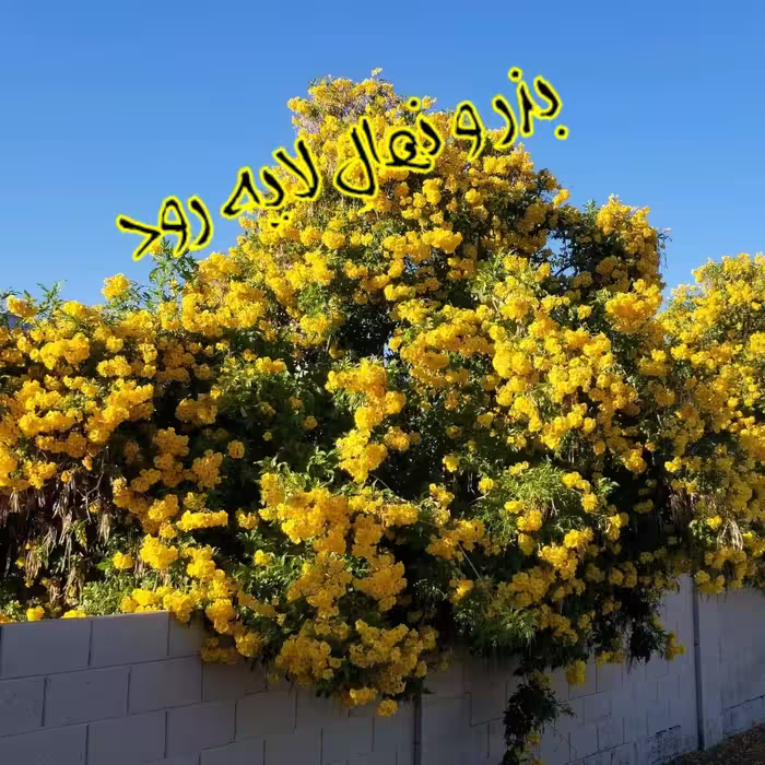 بذر گل تکوما (بسته 10 عددی) 