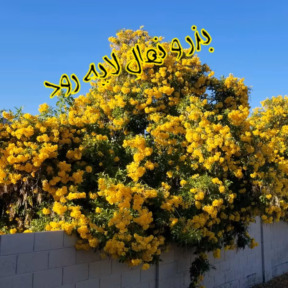 بذر گل تکوما (بسته 10 عددی) 