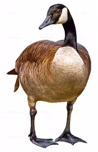 وکتور مرغابی | گرافیک با طعم تربچه