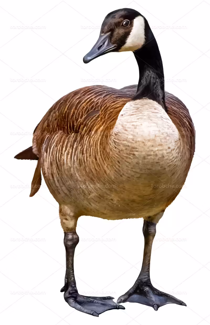 وکتور مرغابی | گرافیک با طعم تربچه