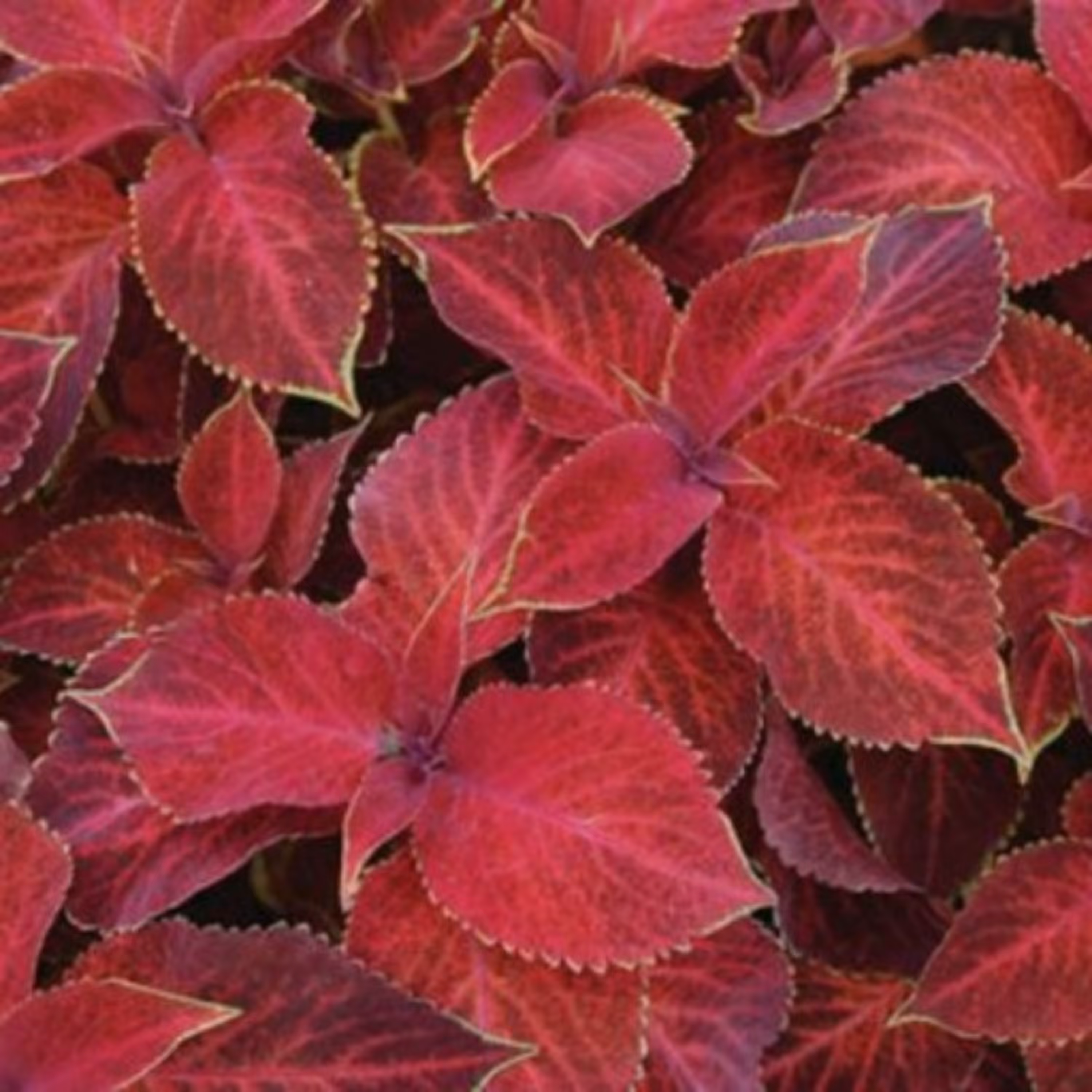 بذر حسن یوسف غروب خورشید 10 عددی 