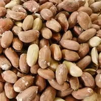 بادام زمینی درشت آستانه اشرفیه 5 کیلو تازه 1402