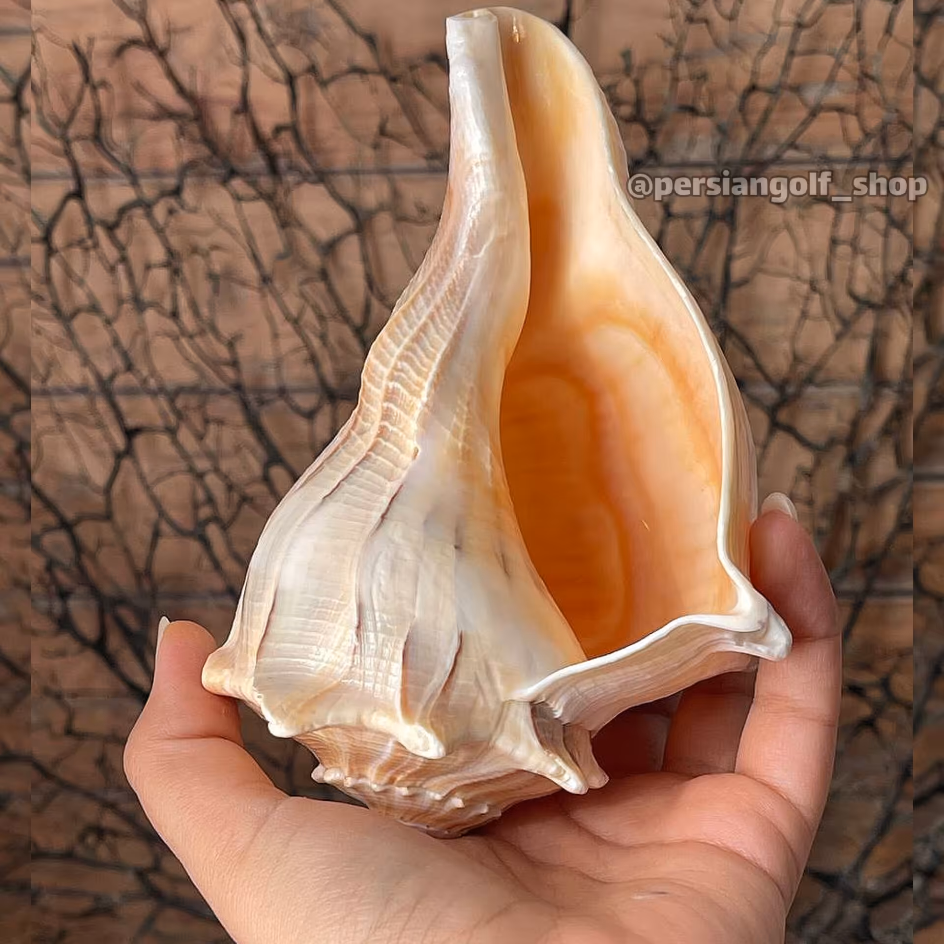 صدف شیپوری یا صدف خورشیدی اقیانوسی طبیعی سایز بزرگ