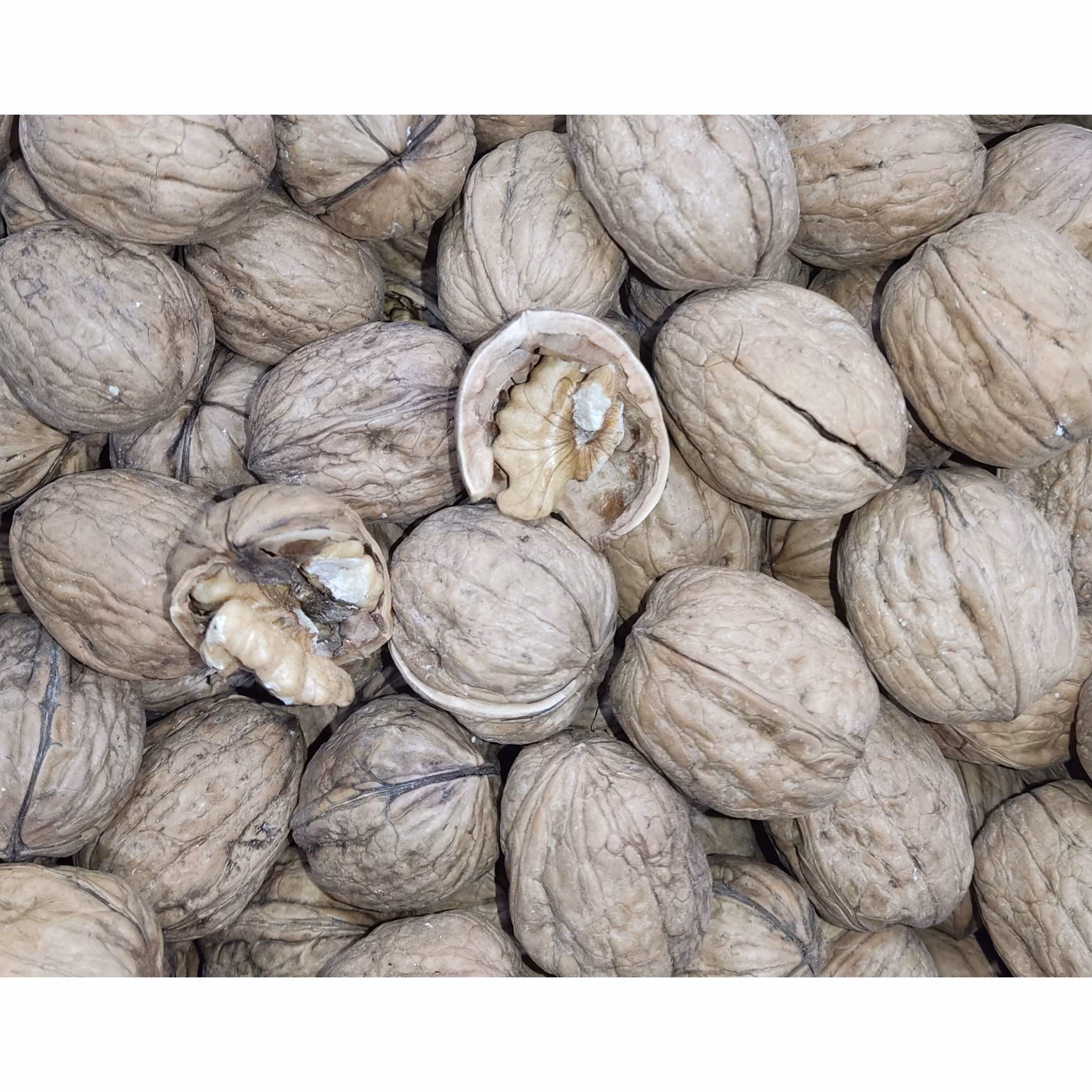 گردو دوست کاغذی با کیفیت و قیمتی بسیار مناسب ،مغز سفید،پوکی نزدیک به صفر، بسیار مقرون بصرفه جهت مصرف خانگی،قنادی،نانسرا