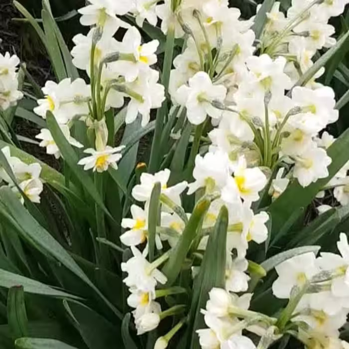 پیاز گل نرگس شصت پر بسته 10 عددی