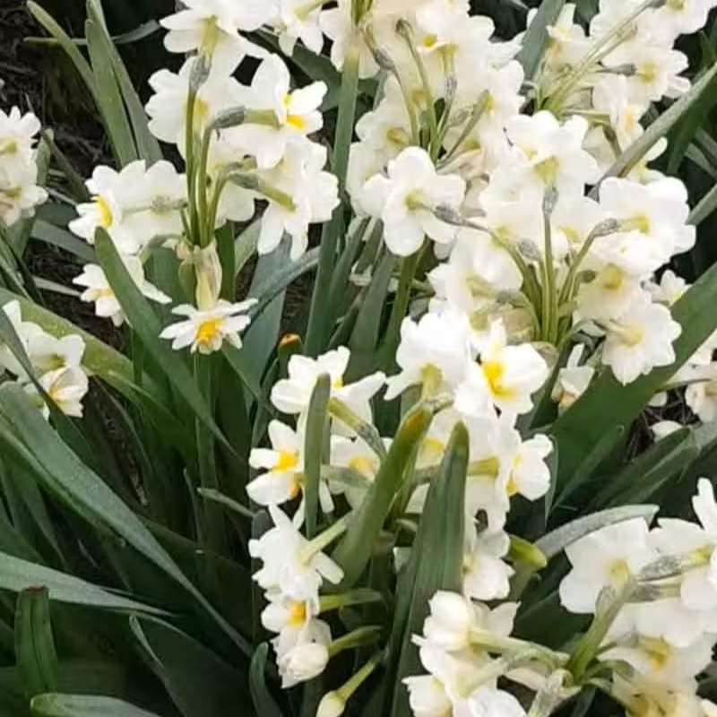 پیاز گل نرگس شصت پر بسته 10 عددی