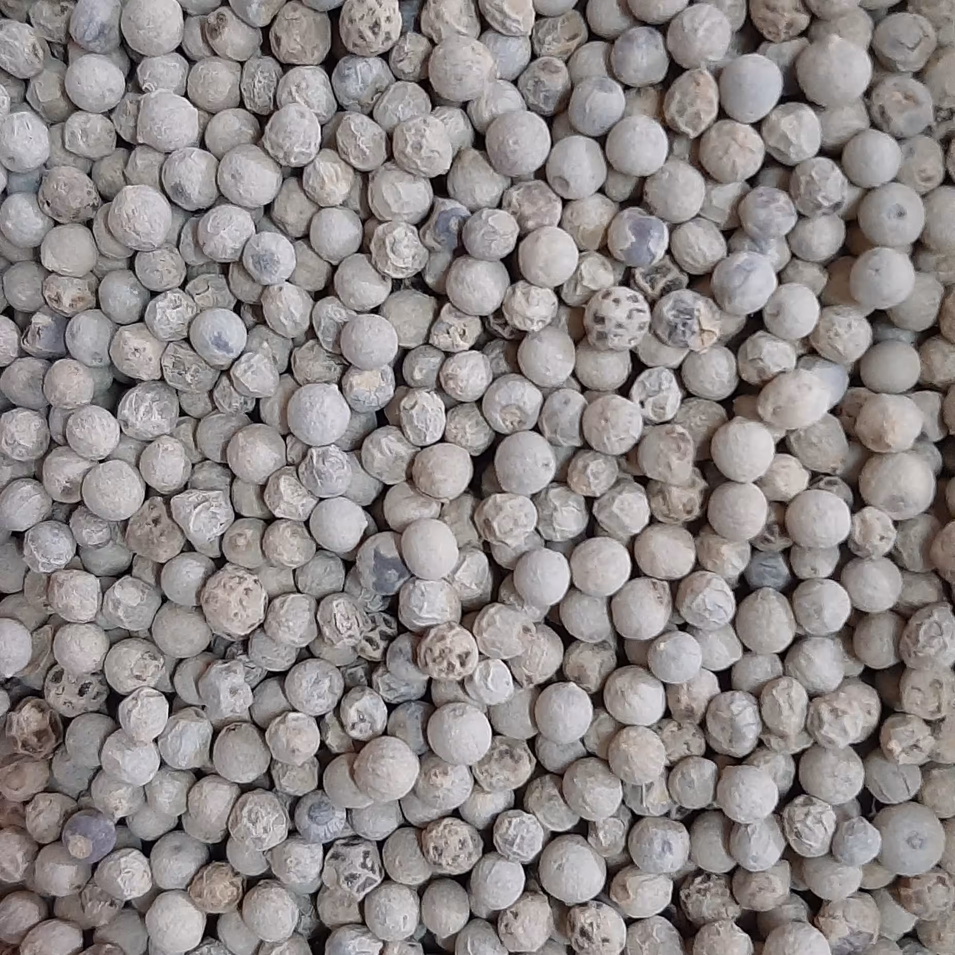 فلفل سفید درشت