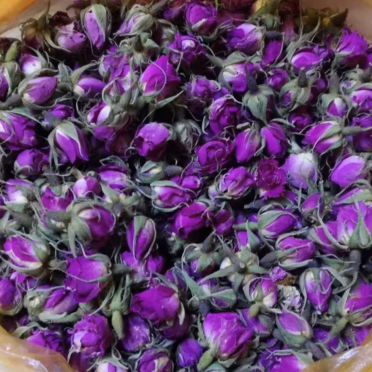 غنچه گل محمدی