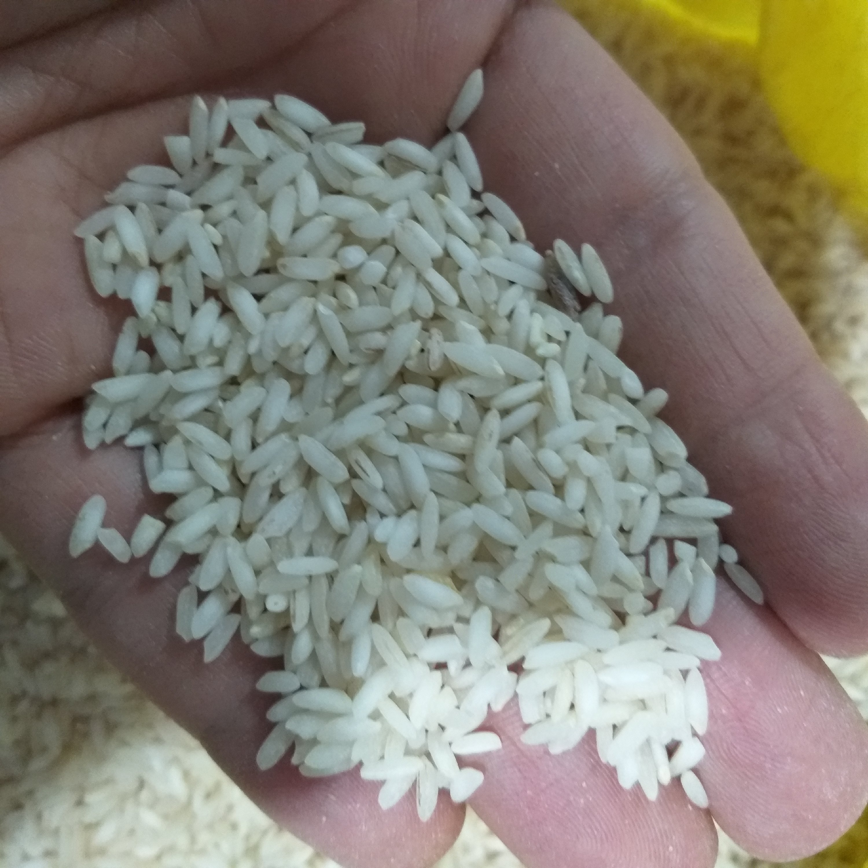 عنبربو شوشتر(10کیلویی)