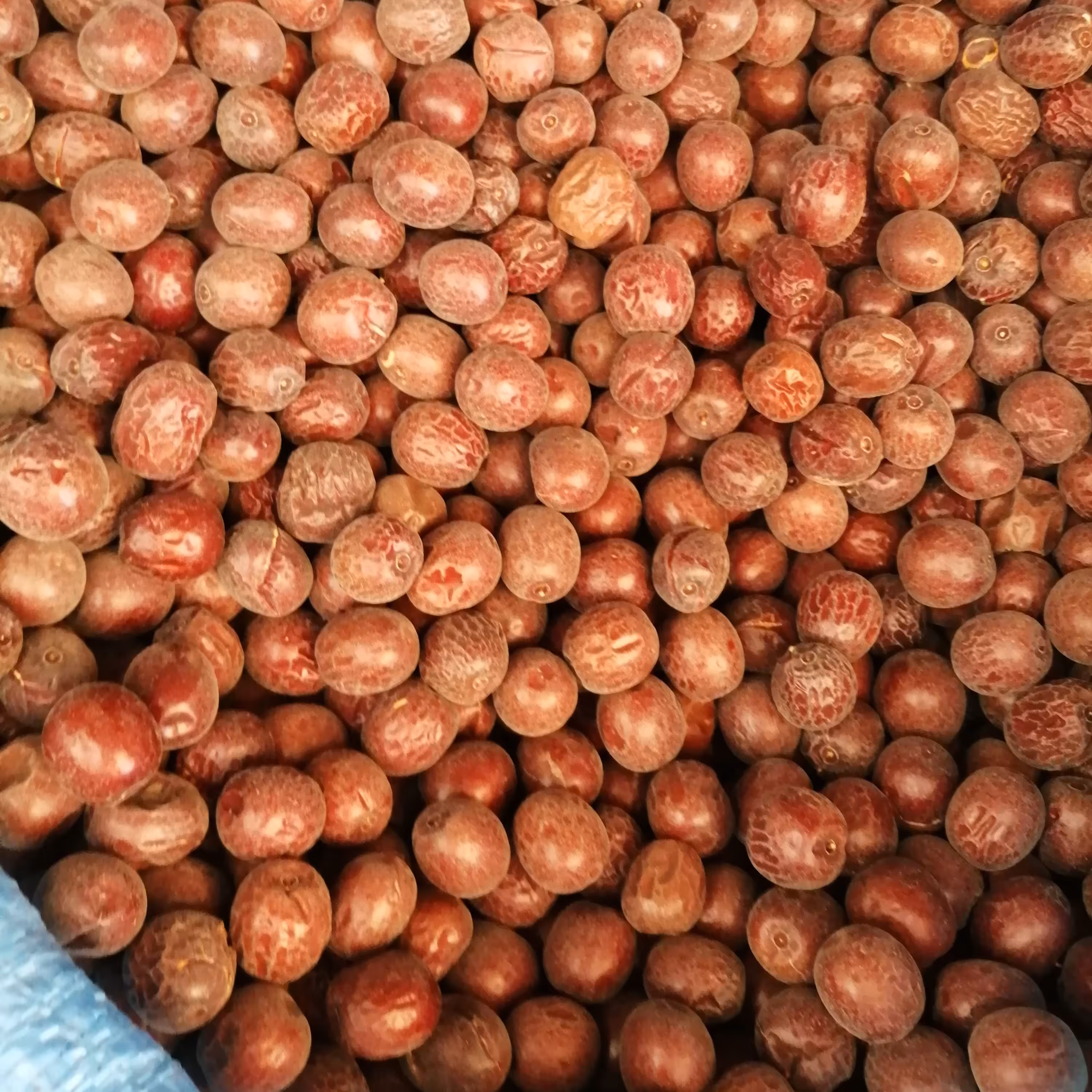 عناب اعلا بیرجند