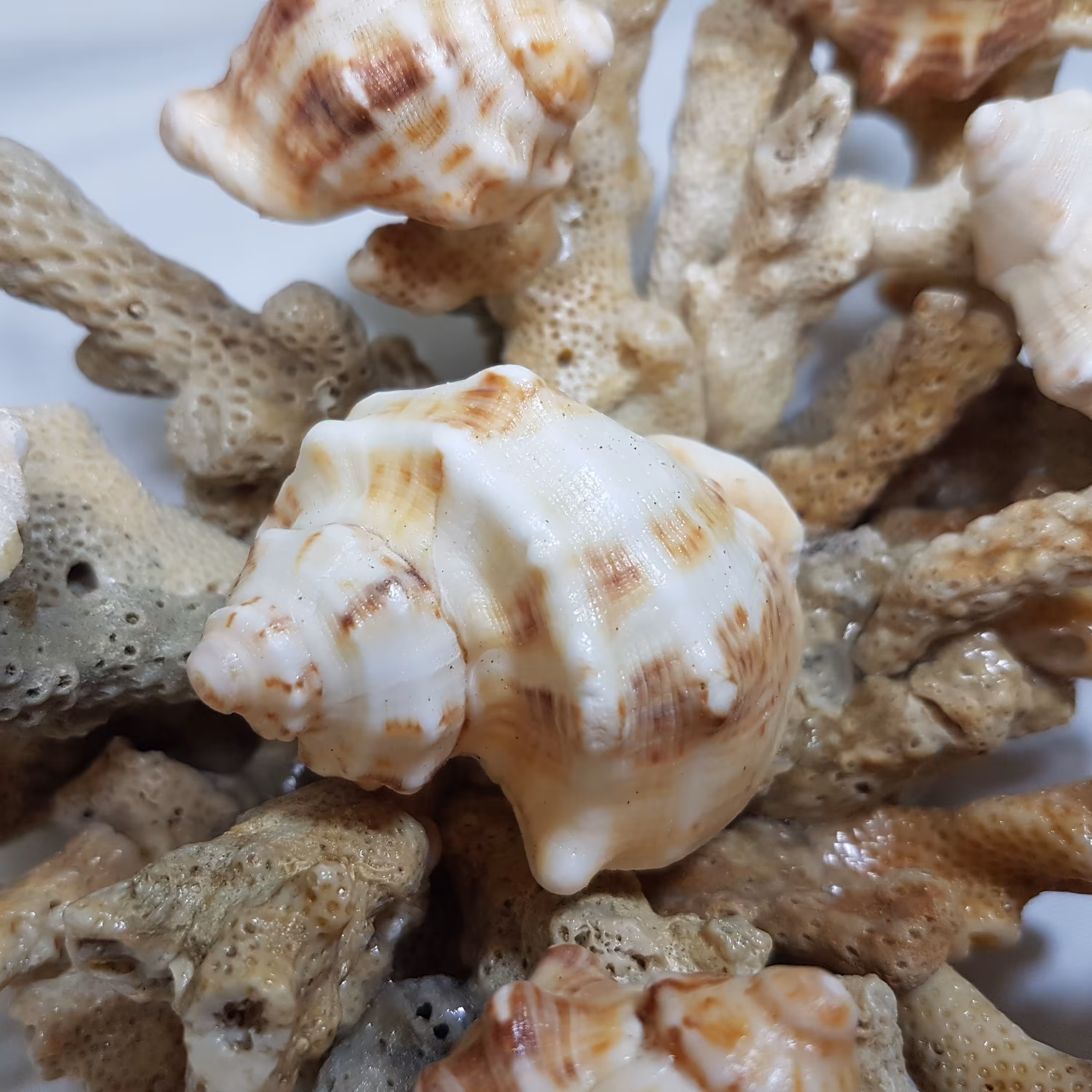 بسته 45 عددی گوش ماهی