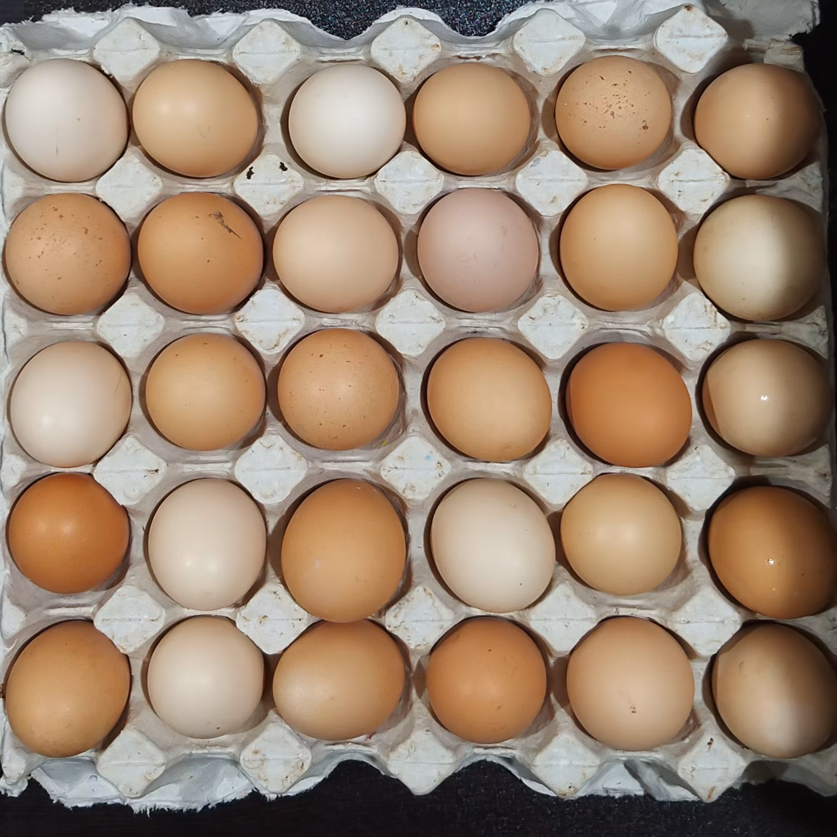 یک شانه تخم مرغ رسمی محلی بارفروش