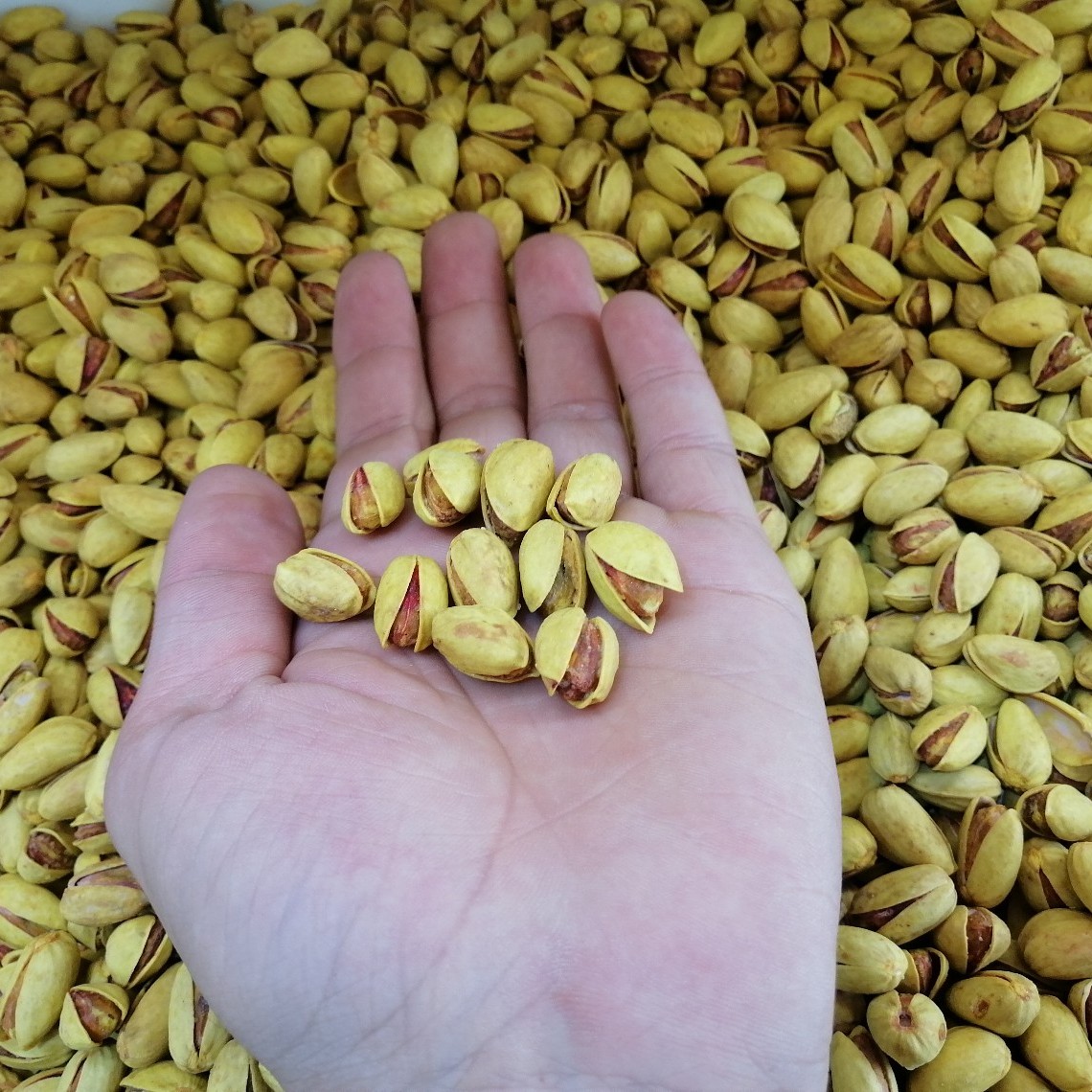 پسته لعابی خندان خوش طعم(نیم کیلویی و یک کیلویی)