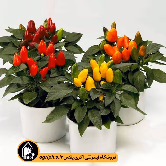 بذر فلفل زینتی پاکوتاه