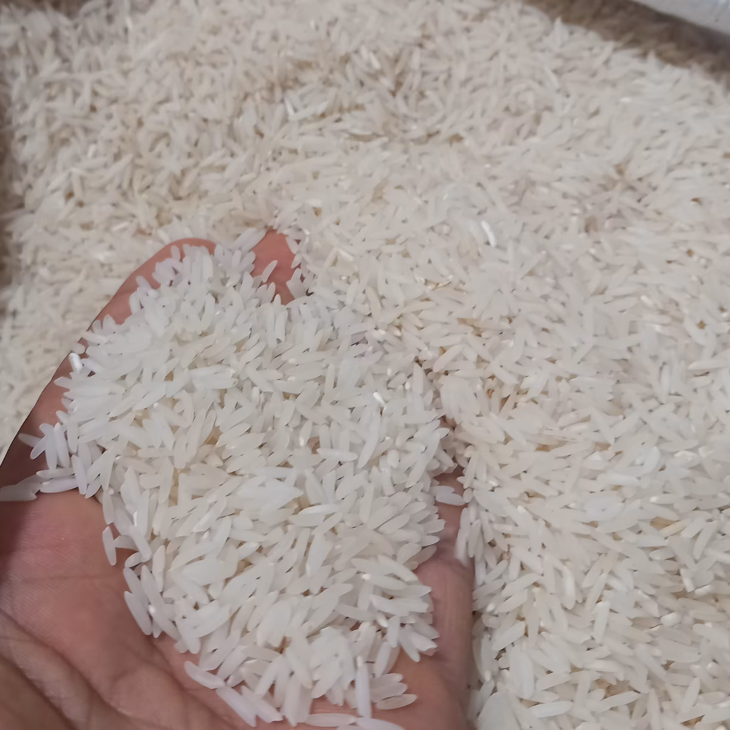 برنج طارم دم سیاه اعلا (10کیلویی)