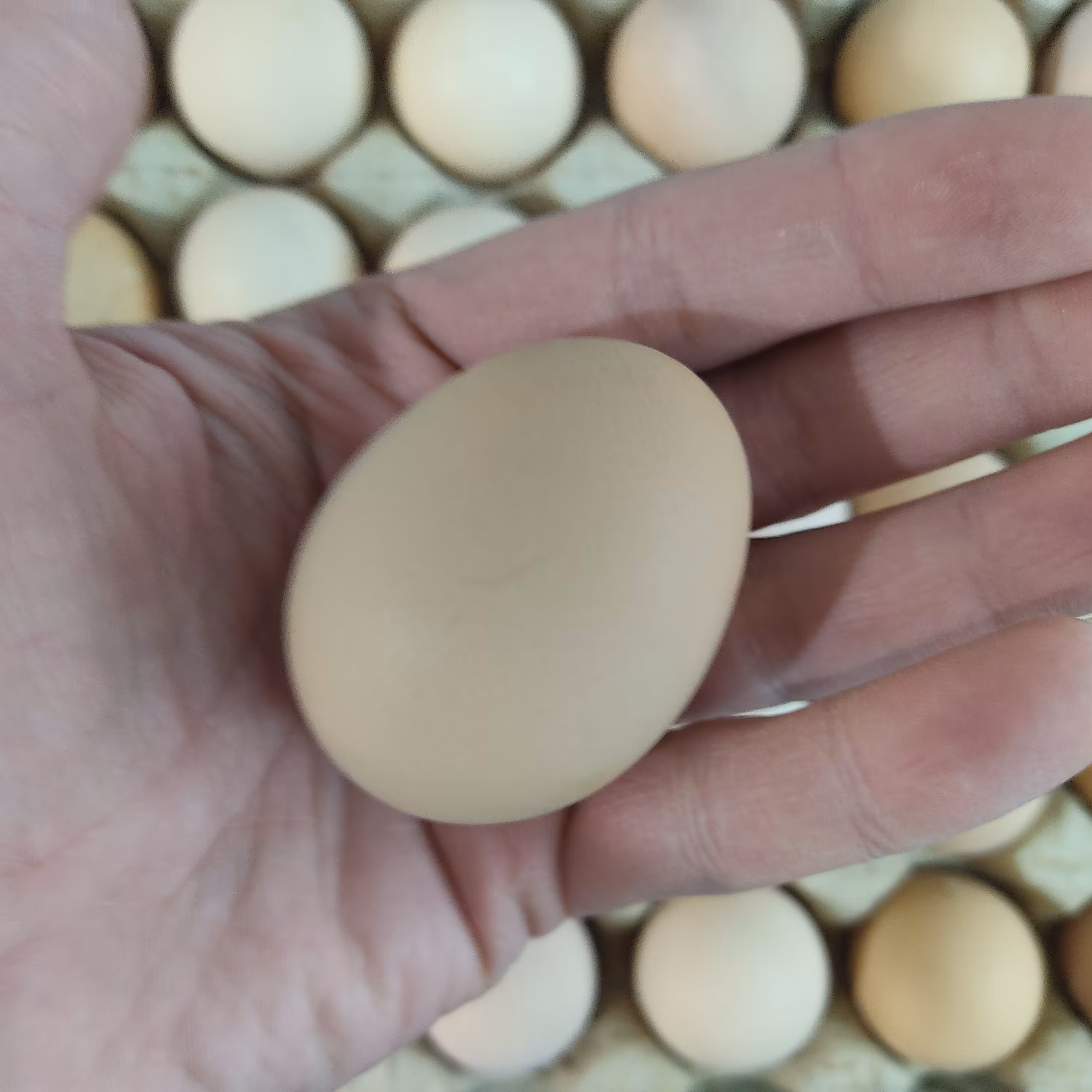 تخم مرغ رسمی محلی تازه و درشت و عالی