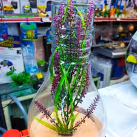 تنگ شیشه ای طرح لامپ قطر 16 سانت بدون ماهی