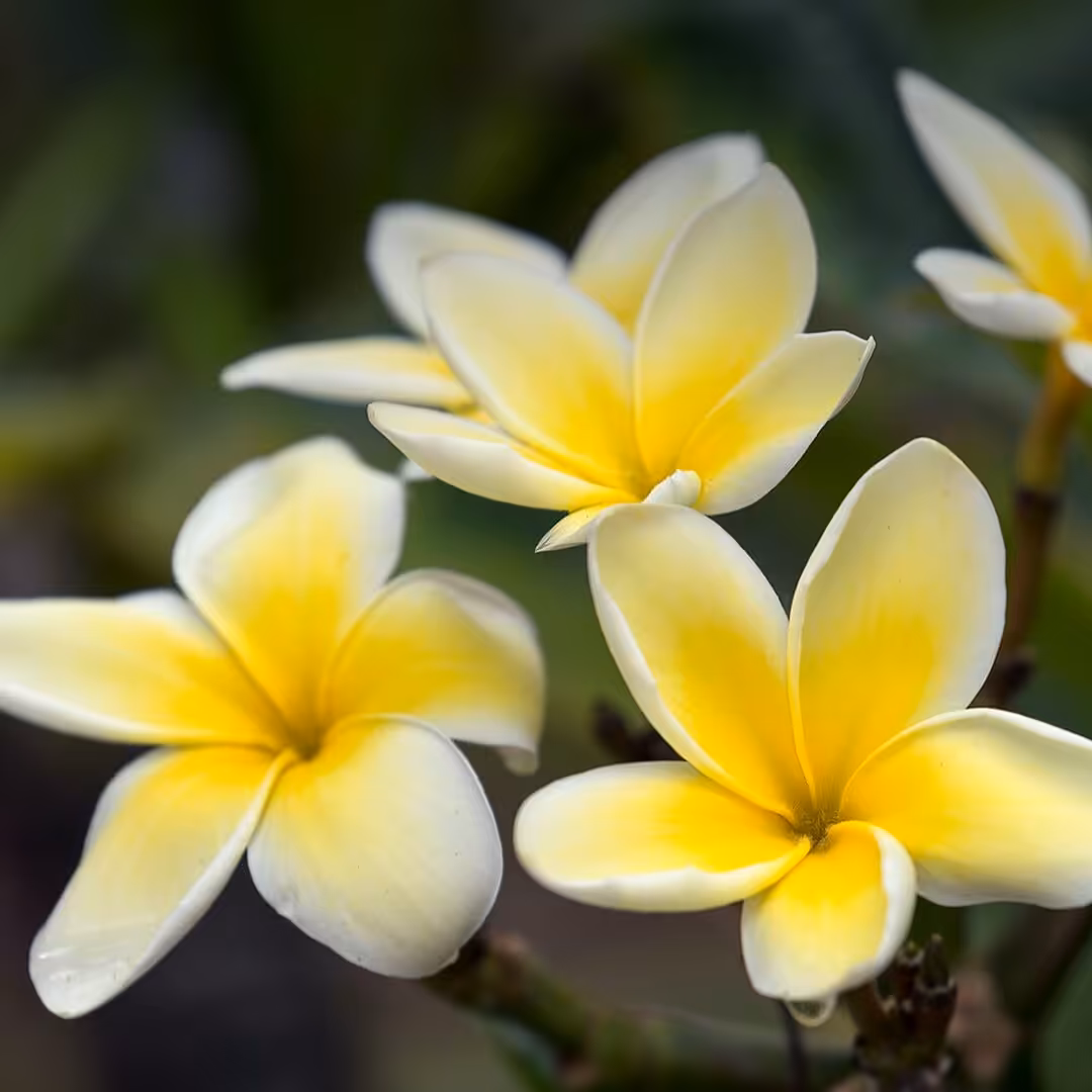 گل پلومریا  زرد   بسیار معطر