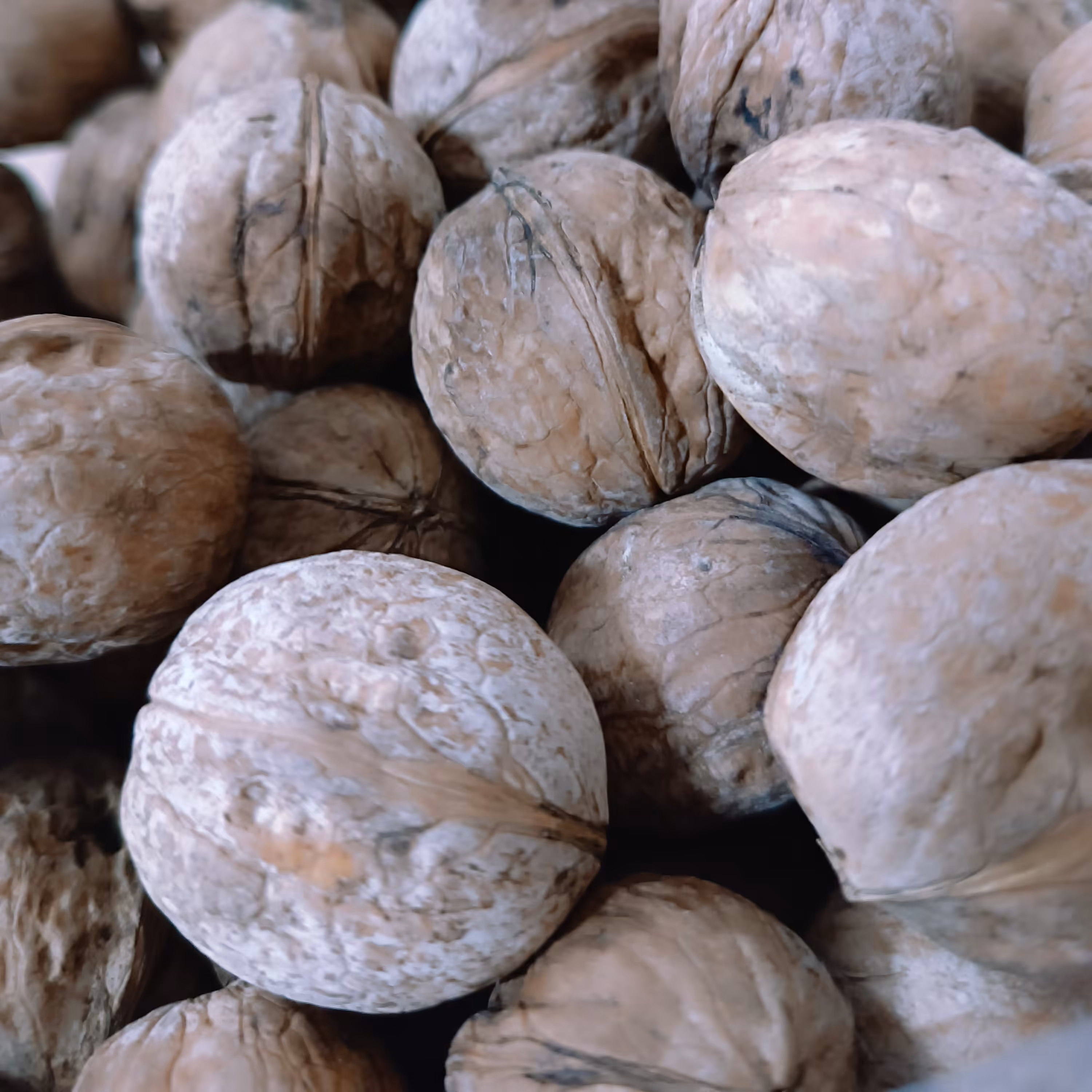 گردو با کیفیت و امسالی 