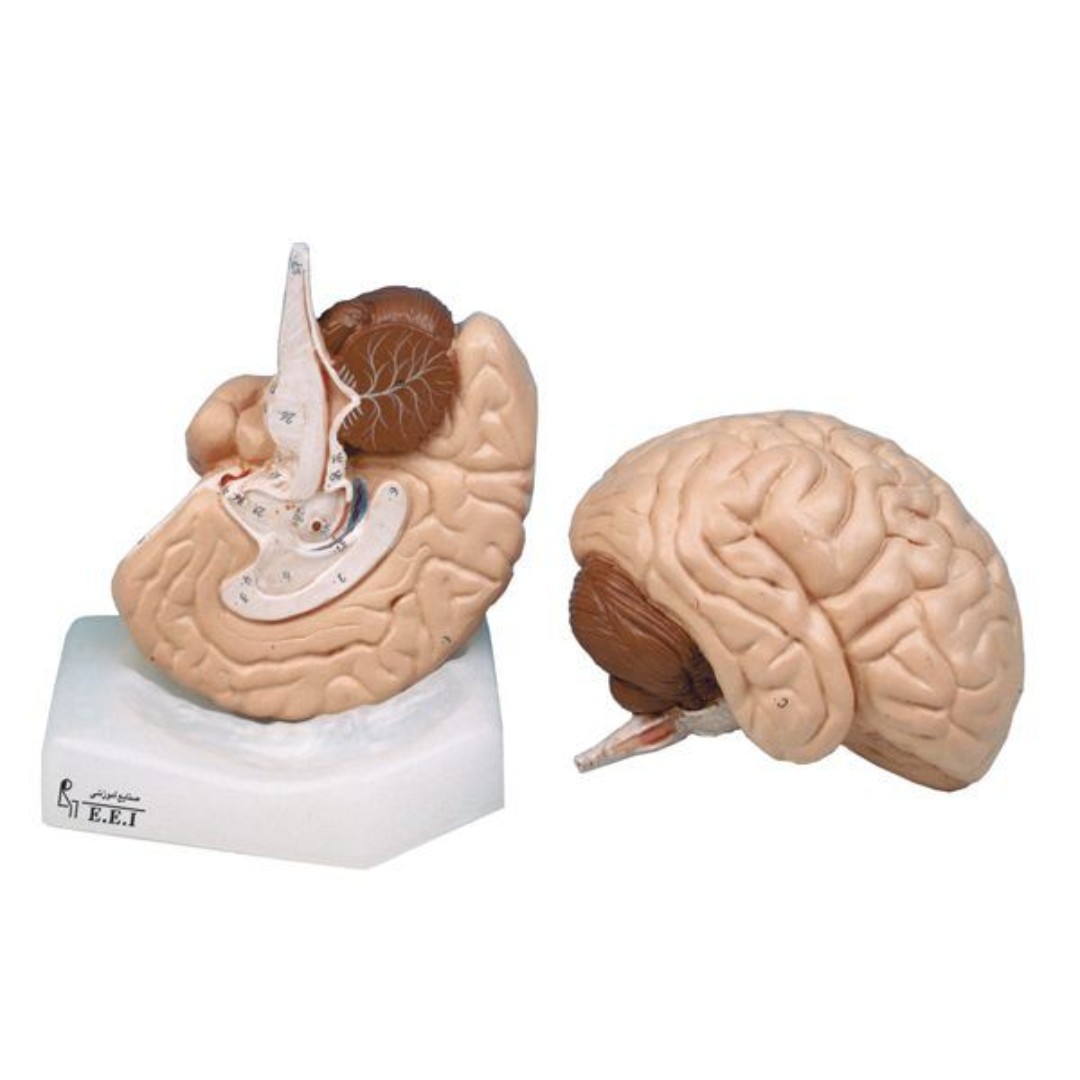 مولاژ مغز دو تکه