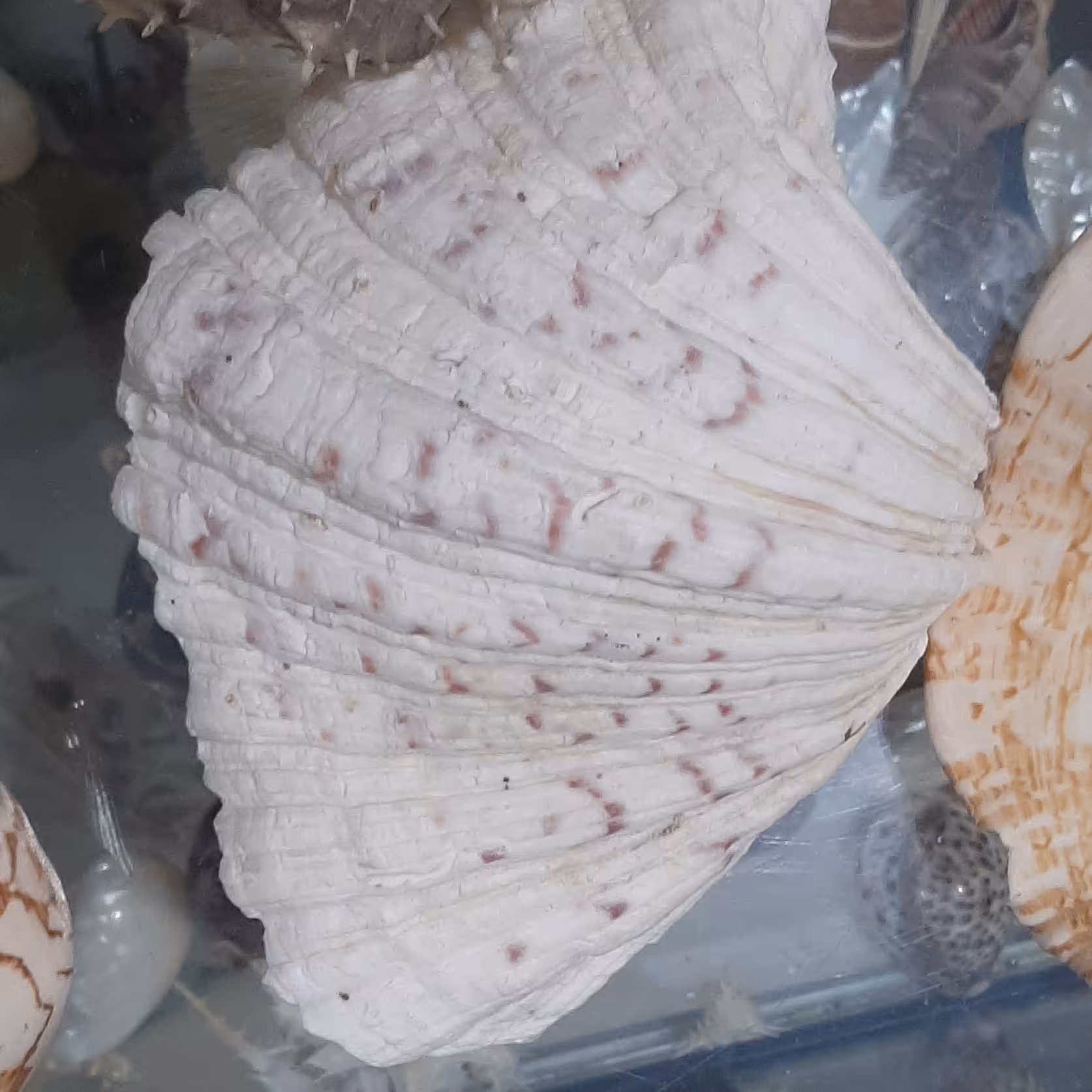 صدف مدل مرداریدی