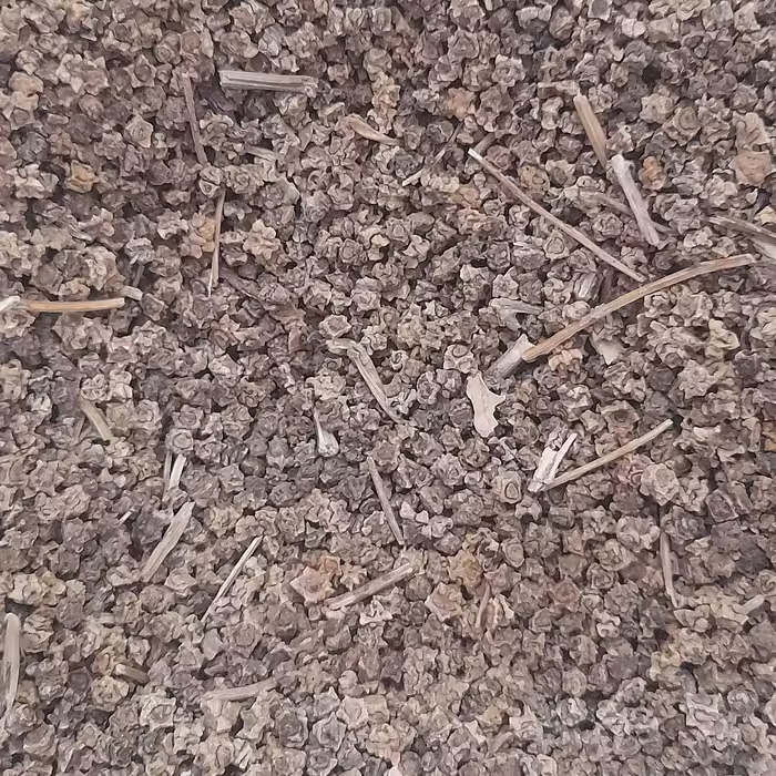 بذر چغندر(100گرمی)