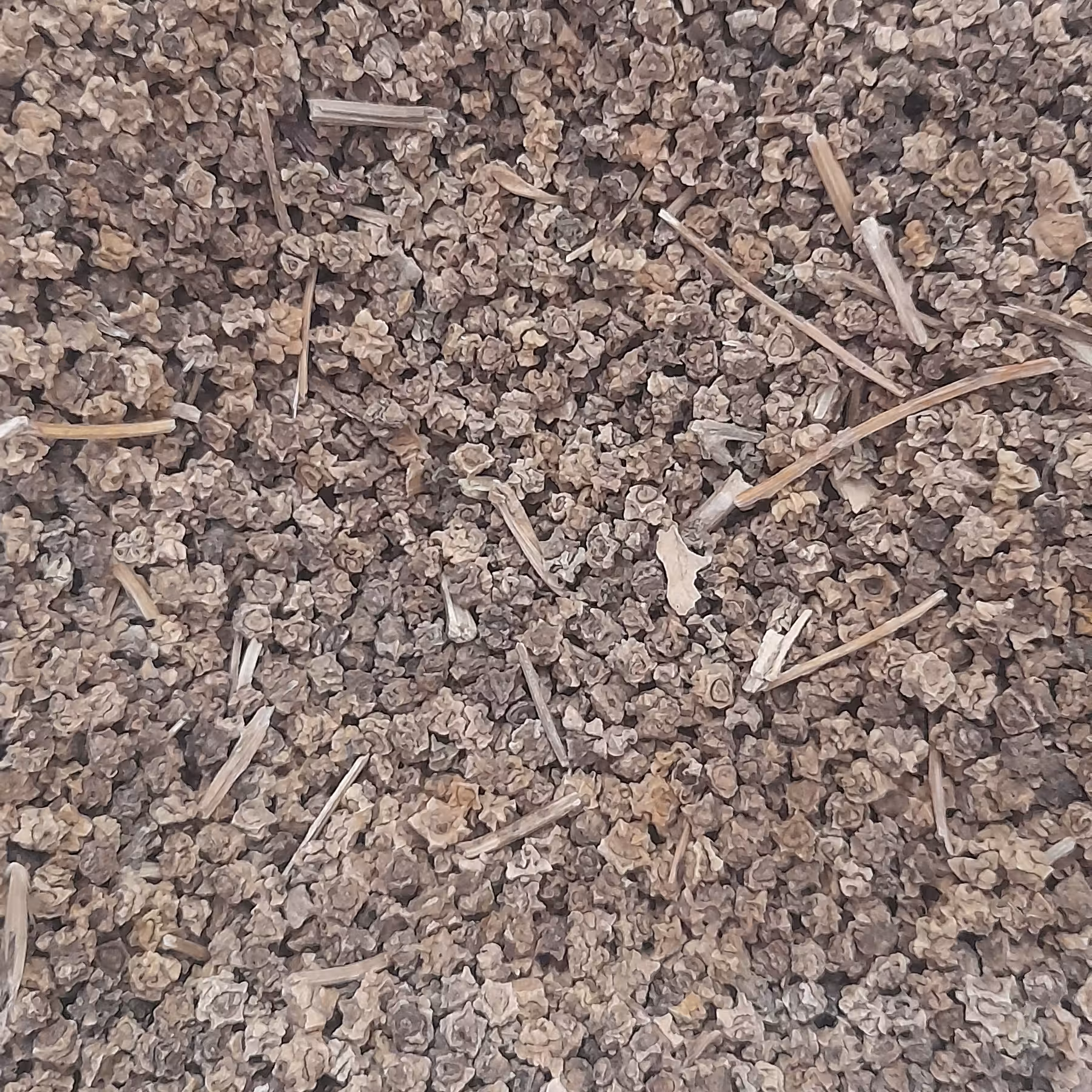 بذر چغندر(100گرمی)