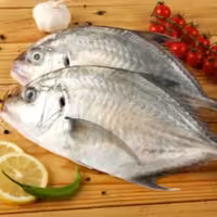 ماهی مقوا سفید معروف میناب