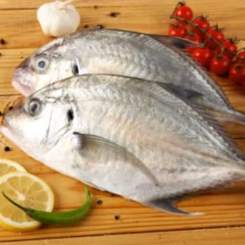 ماهی مقوا سفید معروف میناب