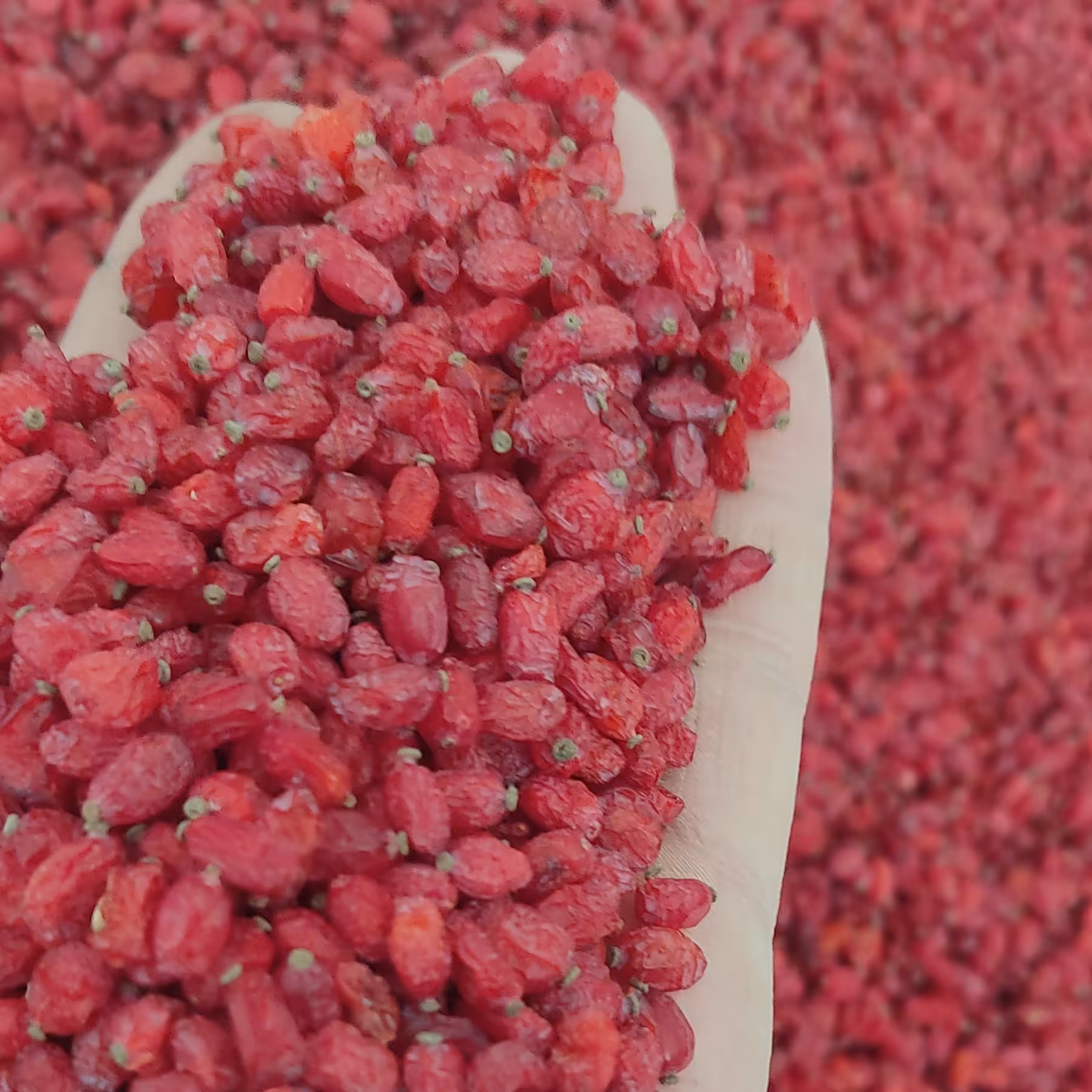 (٪30هزینه ارسال  با ماست)زرشک پفکی محلی صادراتی امسالی خراسان جنوبی ارسال نیم کیلویی الی10کیلو  به بالاکارتن شده و تمیز