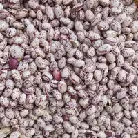 لوبیا چیتی محلی سراب بوجاری و اصلاح شده(یک کیلو)