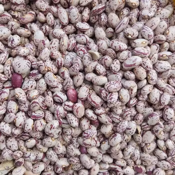 لوبیا چیتی محلی سراب بوجاری و اصلاح شده(یک کیلو)