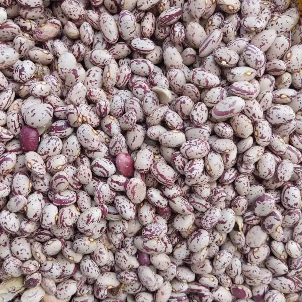 لوبیا چیتی محلی سراب بوجاری و اصلاح شده(یک کیلو)