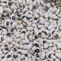 لوبیا چشم بلبلی درجه یک