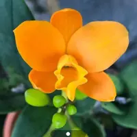 نهال ارکیده نارنجی ویتنامی