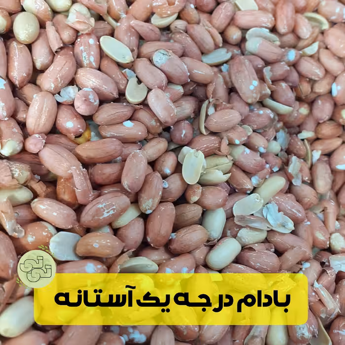 بادام زمینی درجه یک استانه اشرفیه