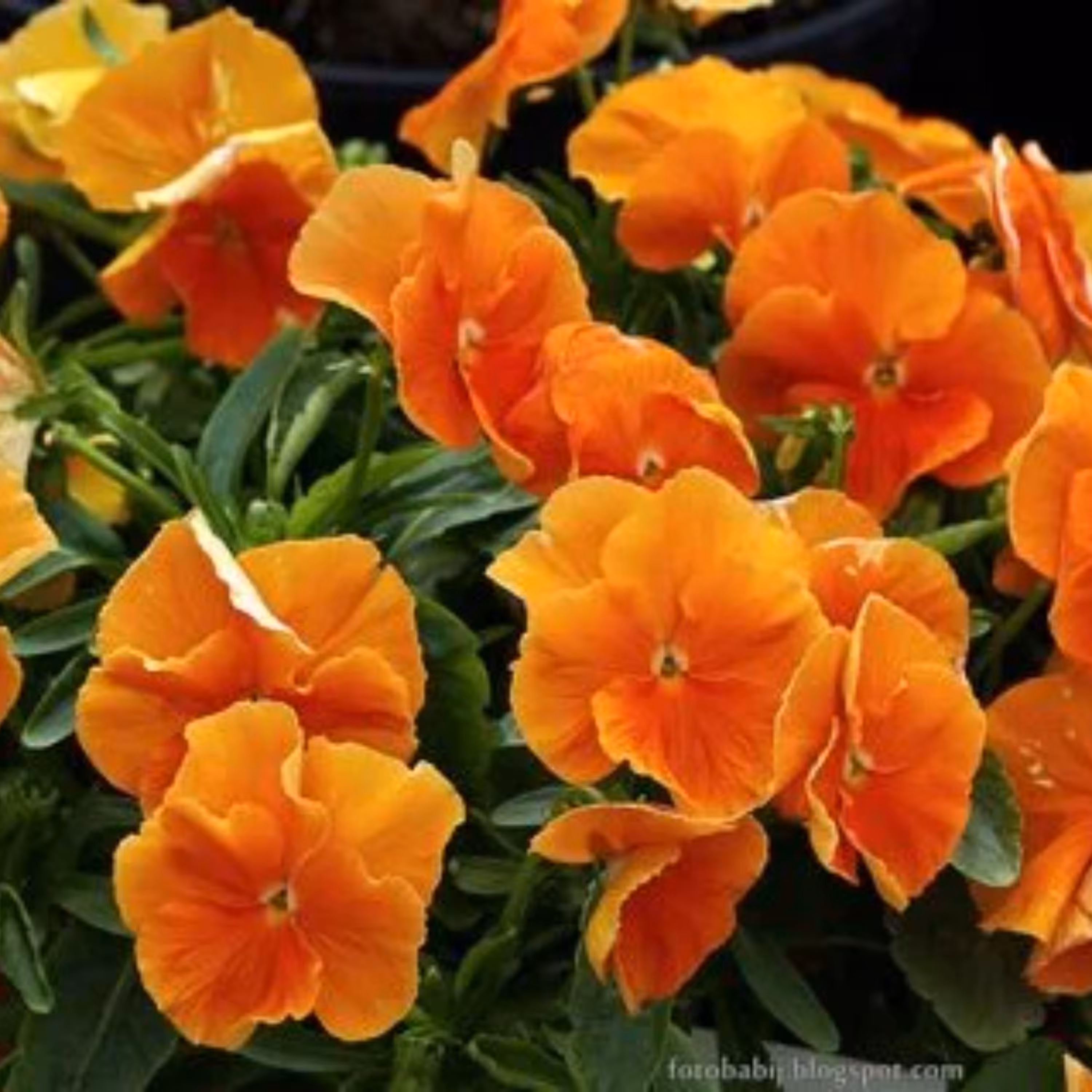 بذر گل بنفشه خوراکی تزئینی حنایی بسته 300 عددی