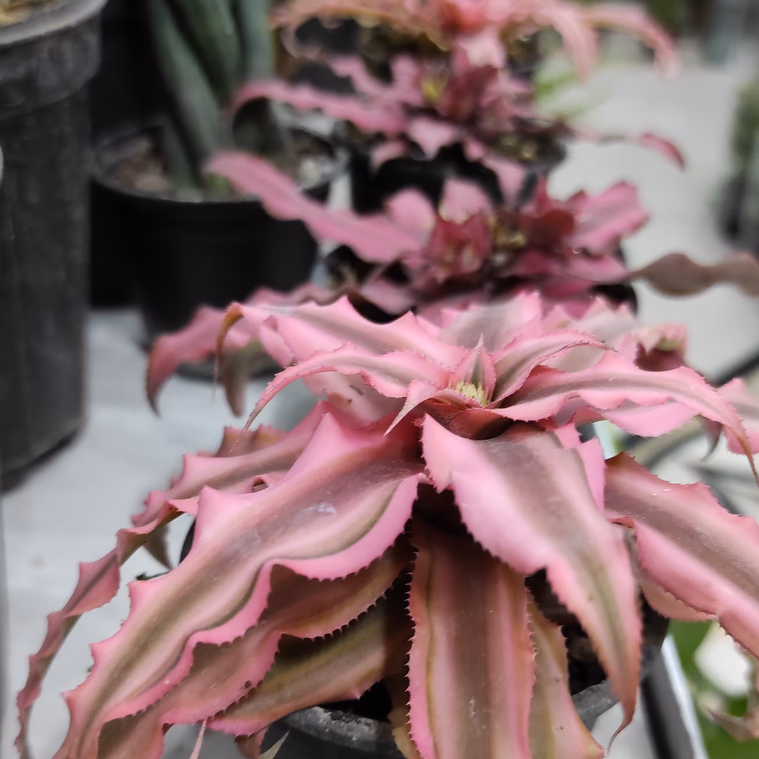 گل کریپتانتوس