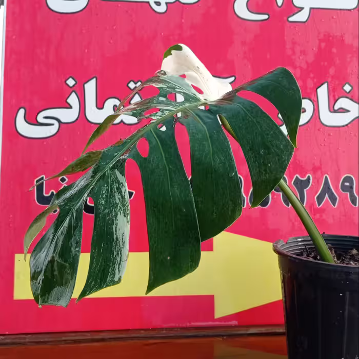 گل گلدان مونسترا ابلغ هزینه ارسال با مشتری پس کرایه