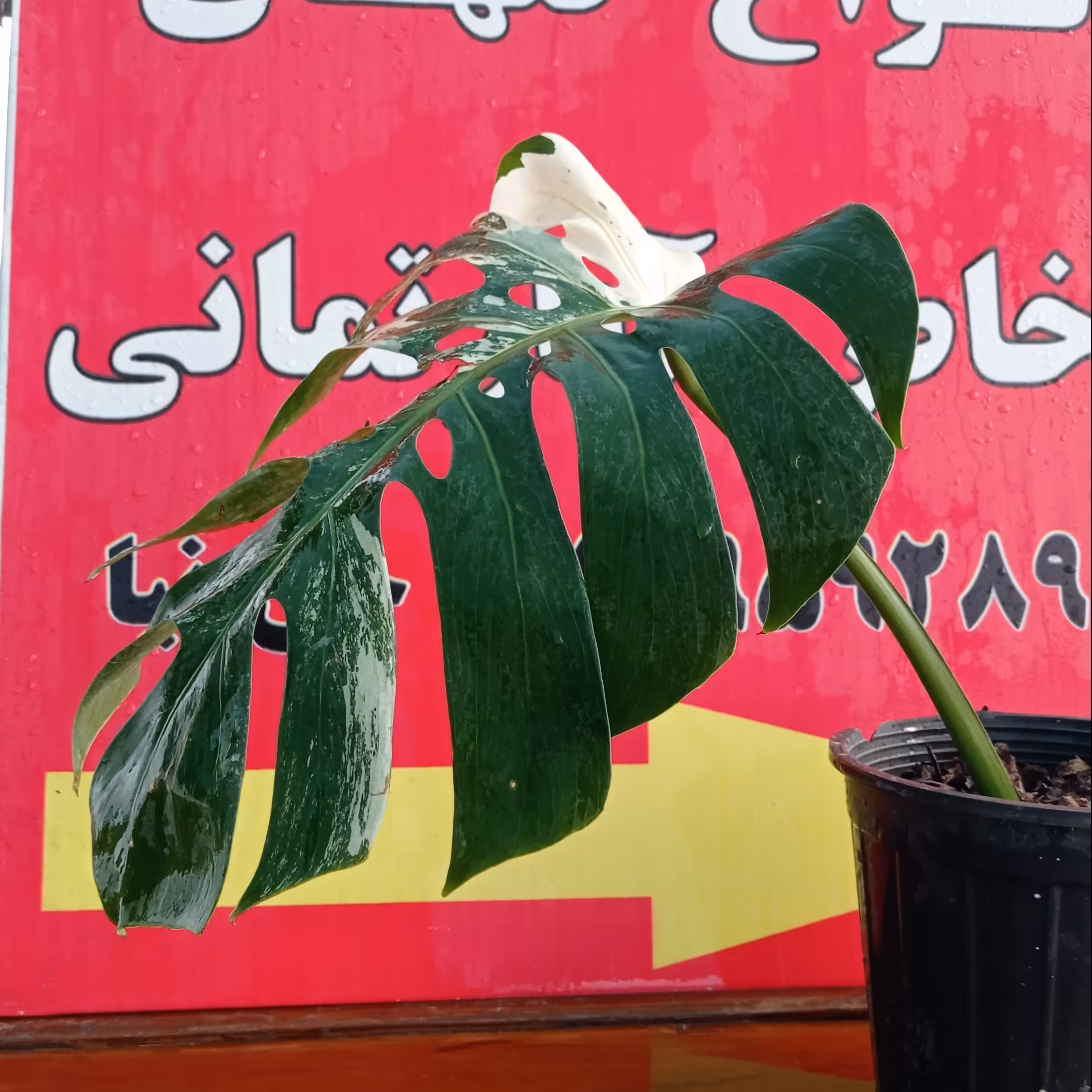 گل گلدان مونسترا ابلغ هزینه ارسال با مشتری پس کرایه