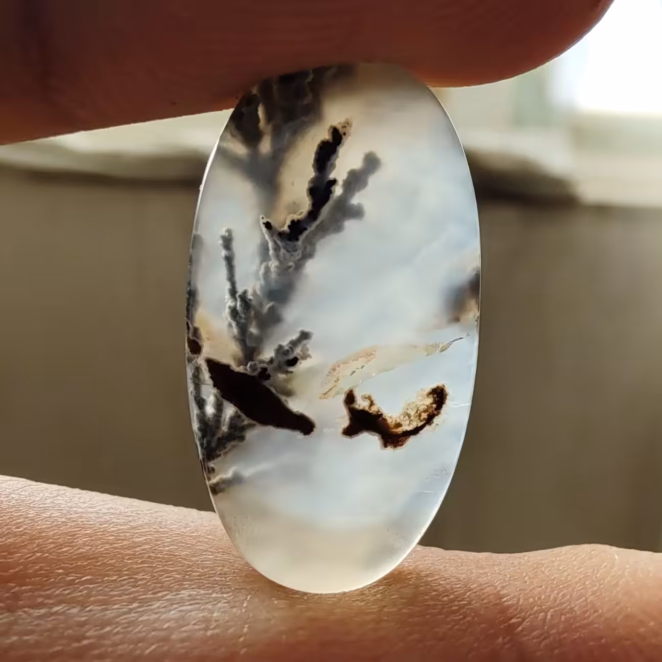 عقیق شجر تک درخت سوسنی