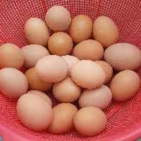 تخم مرغ محلی