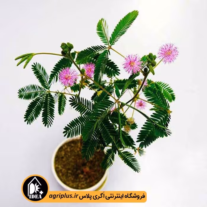 بذر گل قهر و آشتی